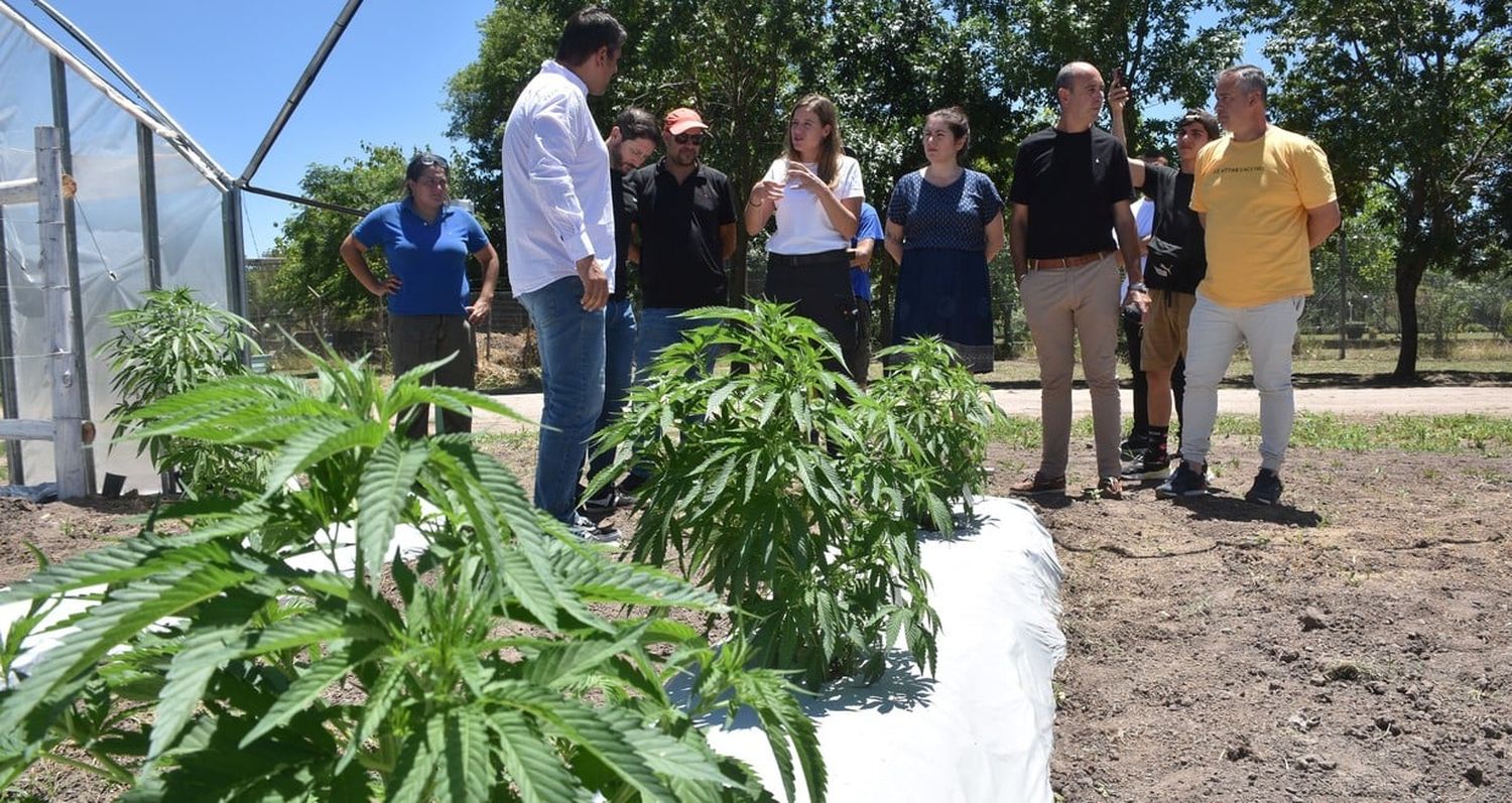 Crece vigoroso el segundo lote de cannabis del gobierno santafesino en Ángel Gallardo