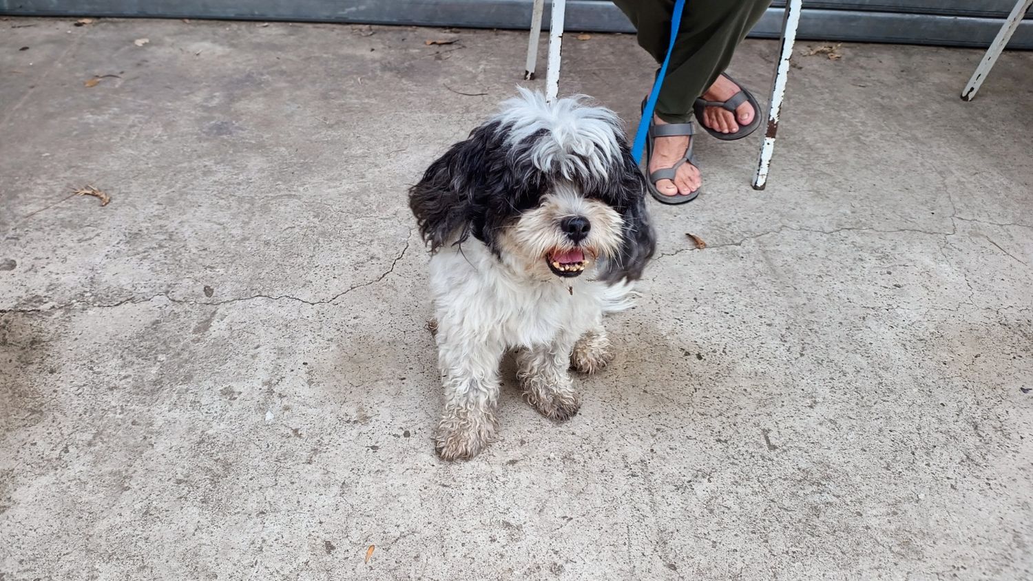 El programa “Castraciones en tu Barrio” visitará al Pizzurno y seguirá en el San José