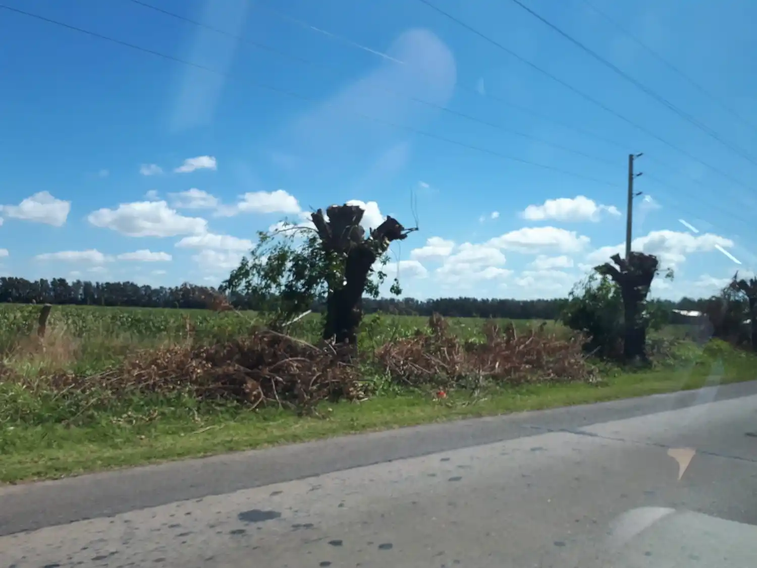 Reclamo: ¿a esto se le puede llamar poda?