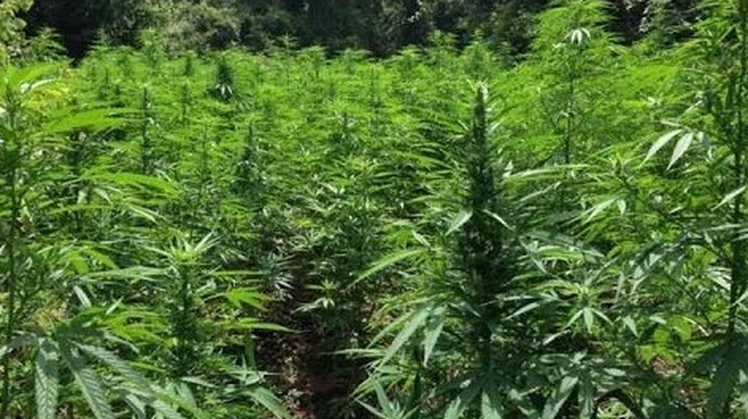 Ceibas: secuestran 3 mil plantines de cannabis y detienen a dos personas