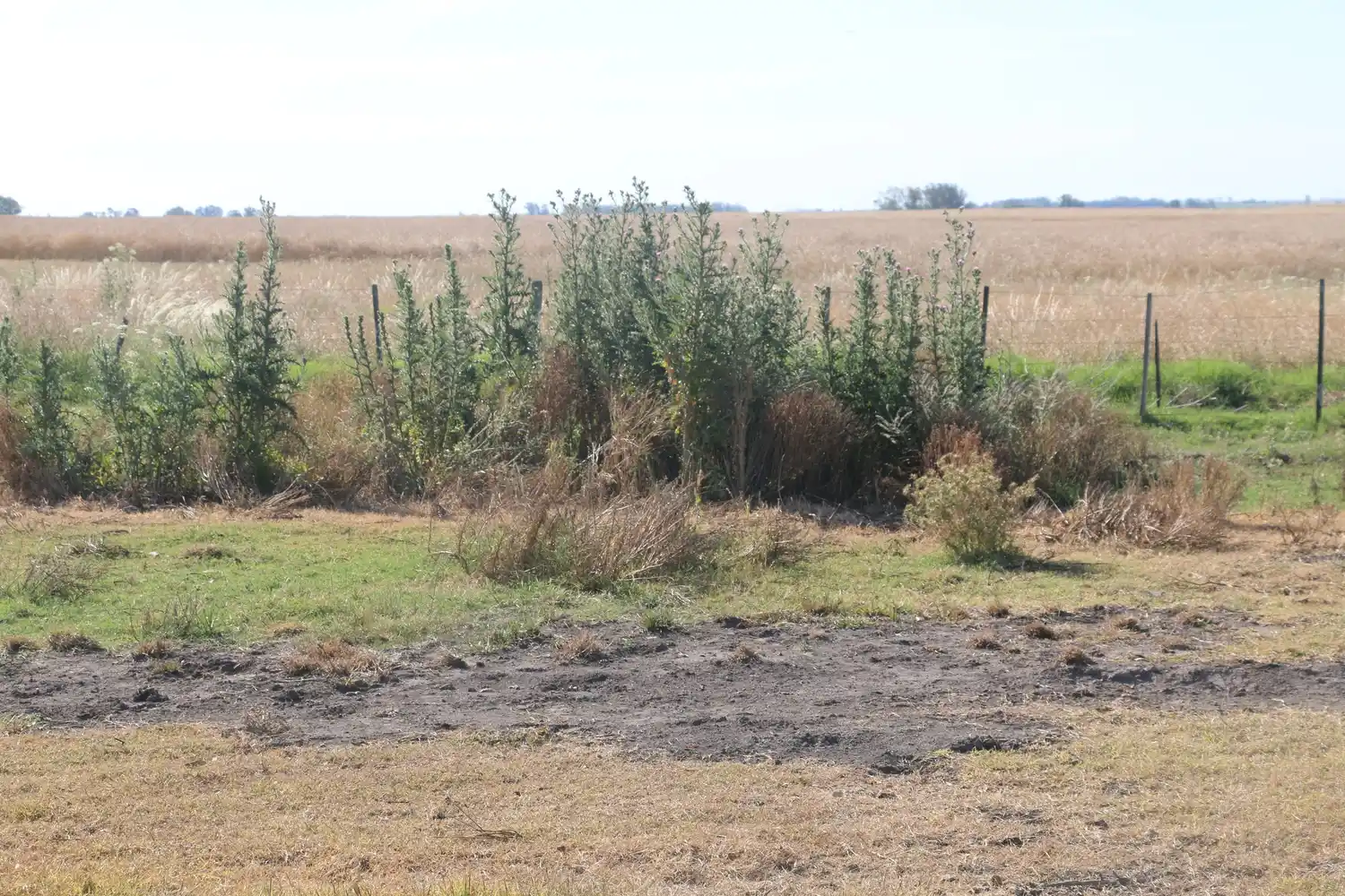 "El impacto negativo de la sequía continúa sin medidas paliativas que ayuden a los productores", plantea FAA