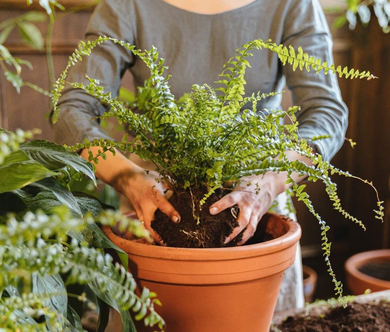 Las mejores plantas para bajar la temperatura del hogar.