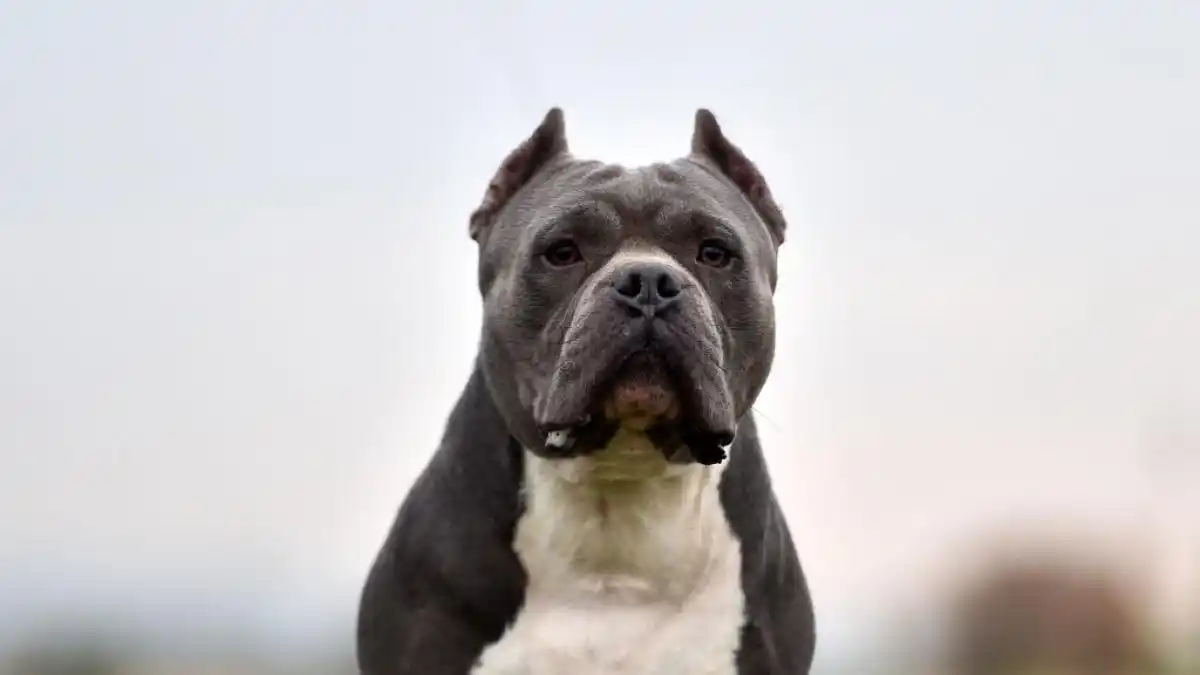 Tragedia en Nueva York: un perro atacó y mató a una beba de un mes mientras dormía