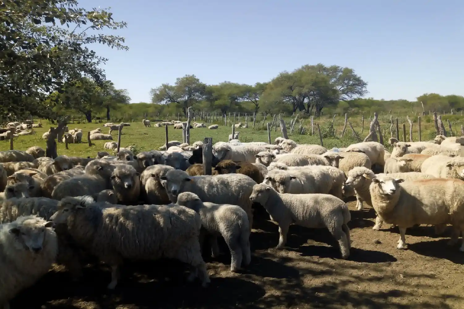La mesa ovina Entre Ríos analizó proyectos productivos por más de 37 millones de pesos