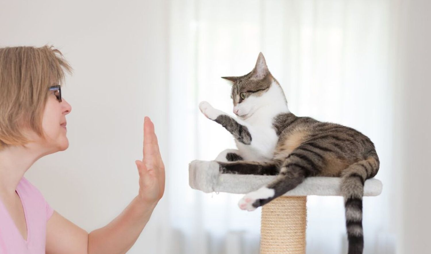La UBA lanzó una diplomatura paga en entrenamiento felino y agotó los cupos en menos de un mes