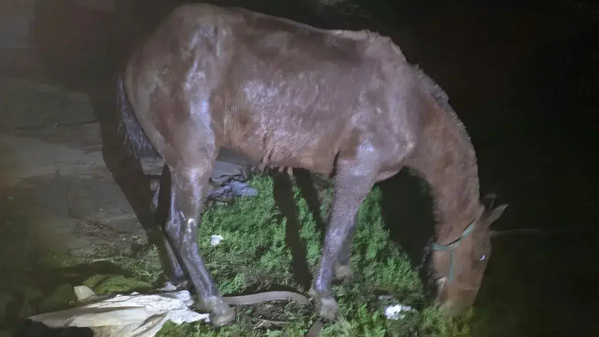 Rescataron a una yegua que cayó en un pozo ciego en Rosario