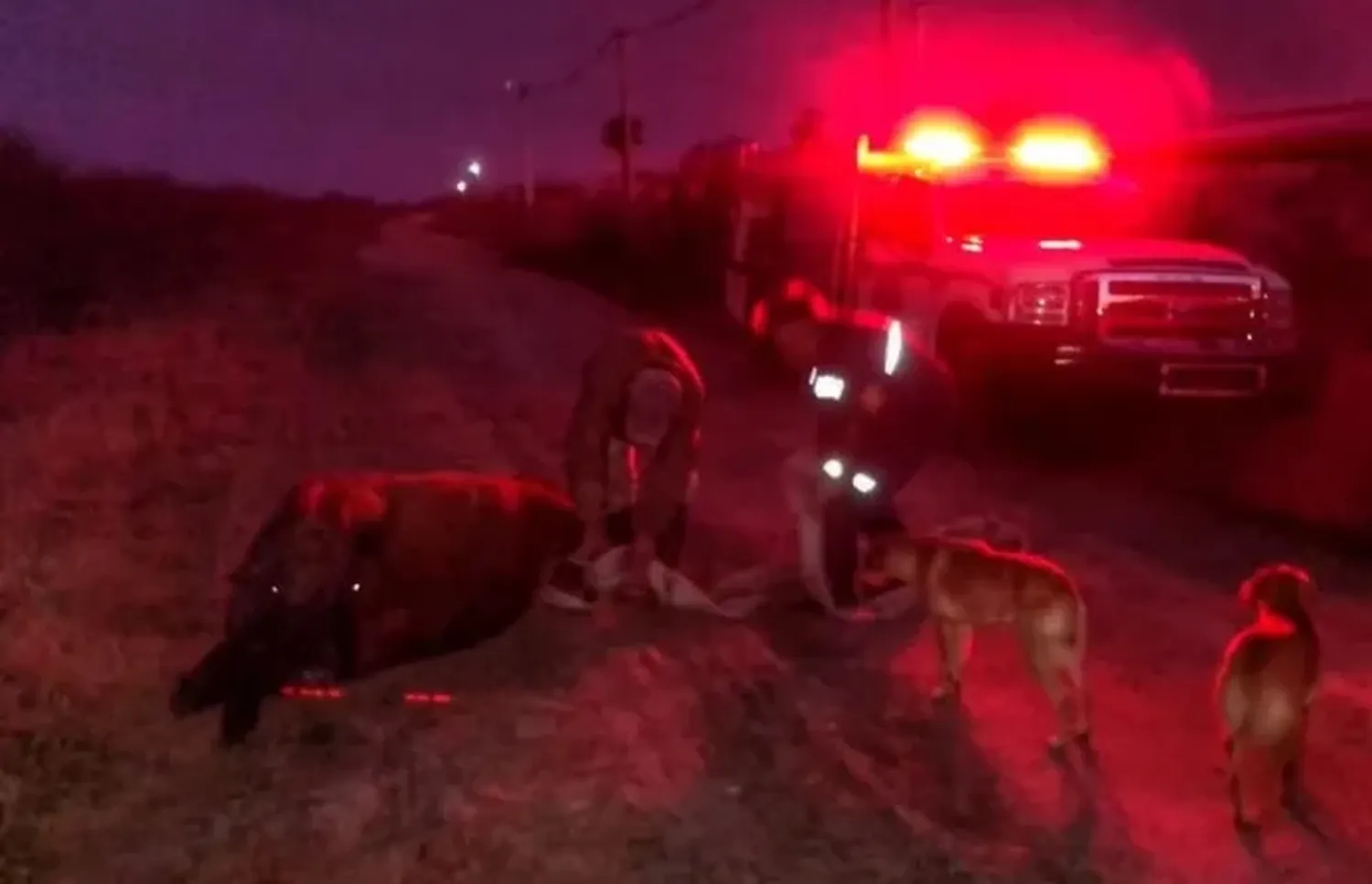 Bomberos Voluntarios Gualeguay rescataron una vaca que había caído a una zanja