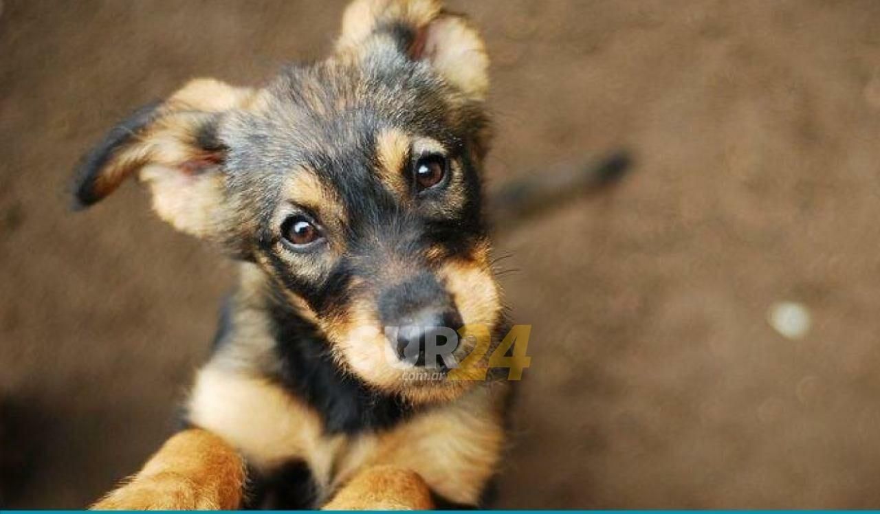 Salud animal: “Orejas Verdes” brindará sus servicios la última semana de octubre 