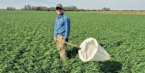 Noviembre llega con un escenario alentador frente a la chicharrita