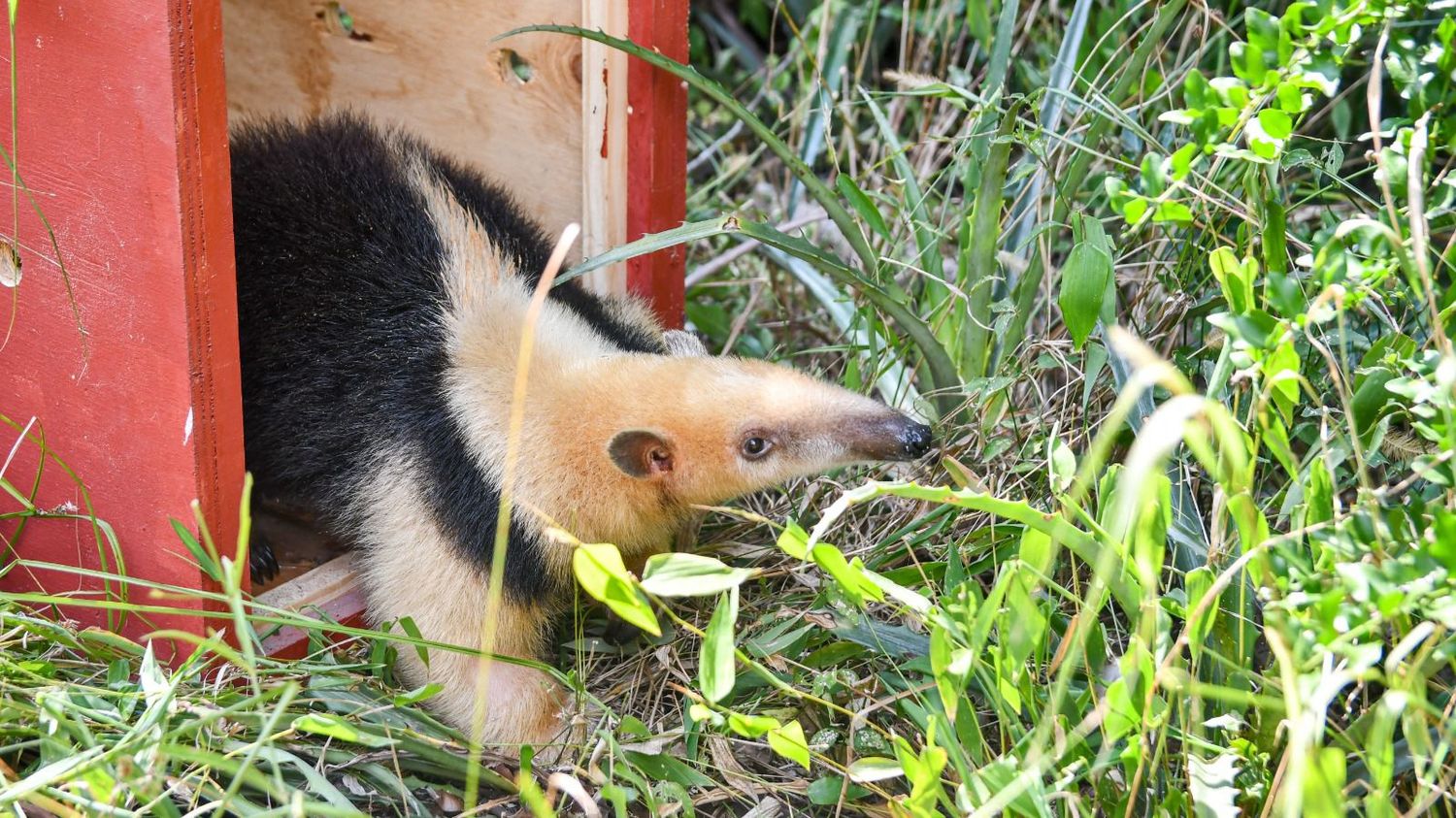 Día Mundial de la Fauna Silvestre