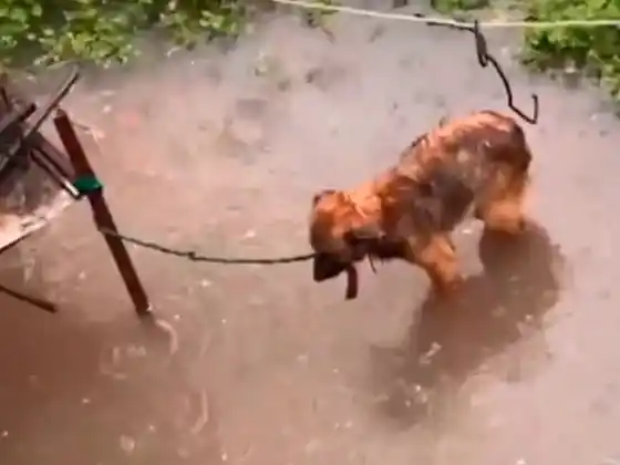 Lo dejaron atado en medio de la inundación, pero un héroe apareció