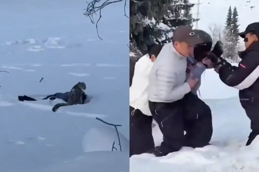 Un leopardo de las nieves atacó a una esquiadora