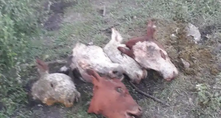 Faenaron cinco vacas y huyeron con la carne al hombro