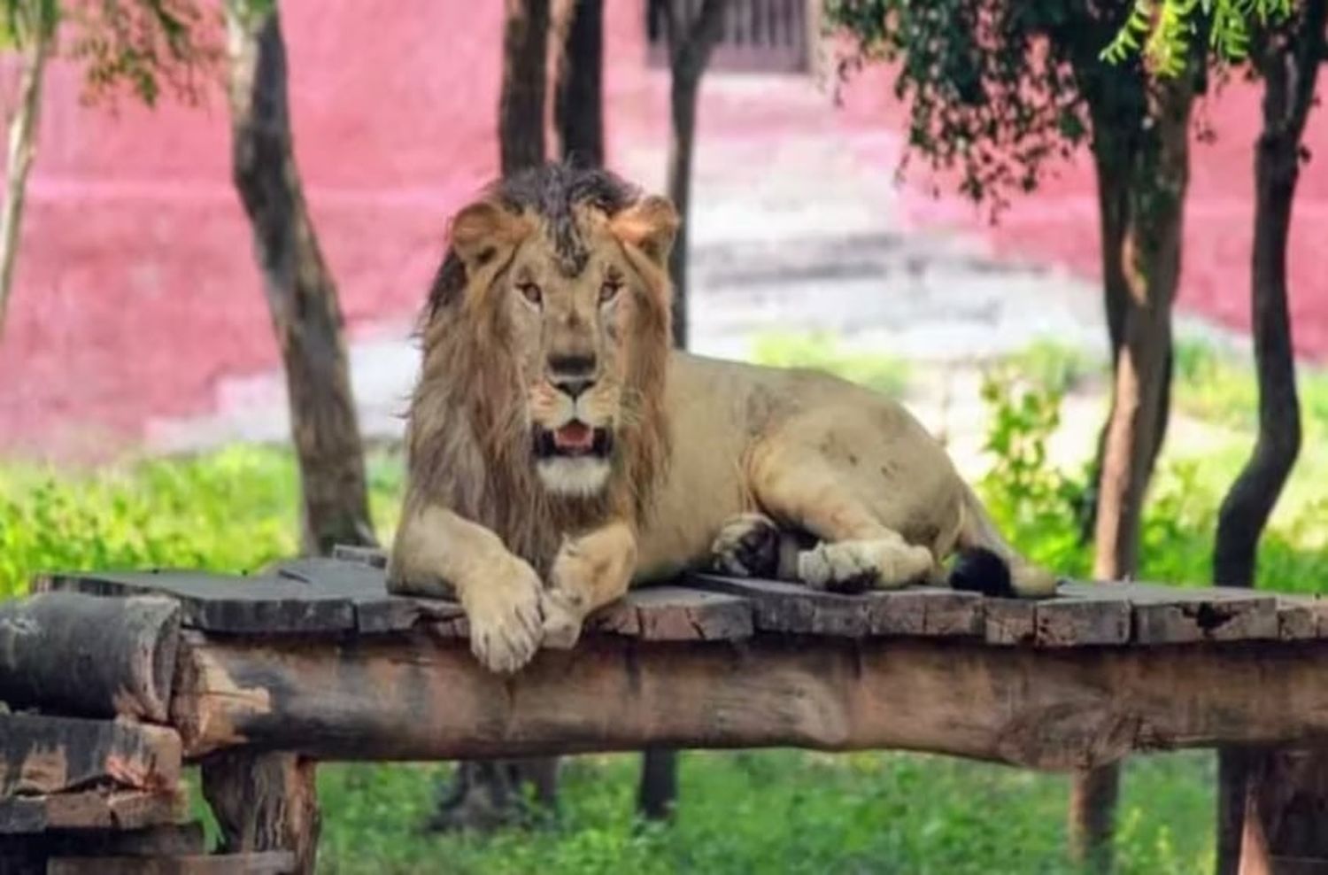 Tragedia en India: un hombre se metió a la jaula de los leones para sacarse una selfie y murió devorado