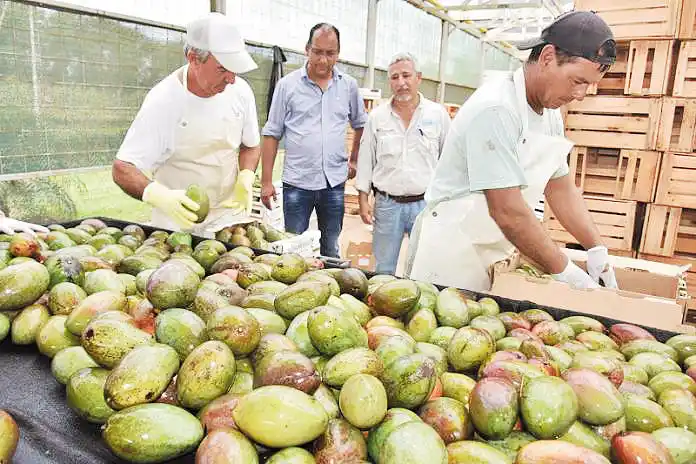 Frutos autóctonos al alcance de todos: beneficios para la salud
