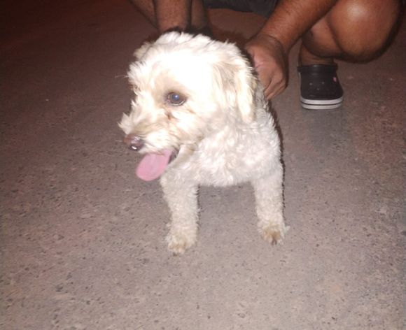 Perrita caniche perdida