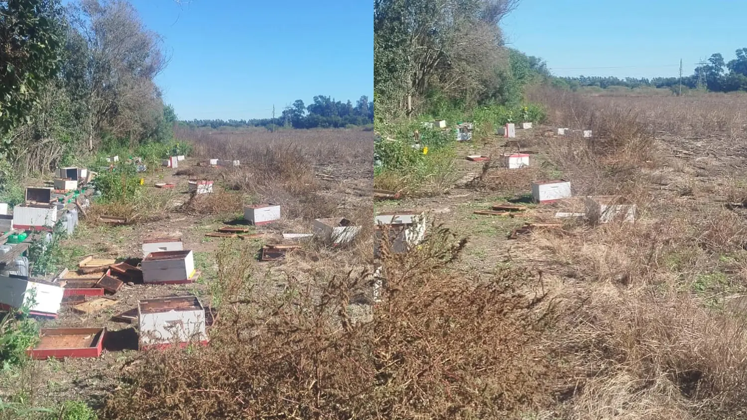 Destrozos, robos y preocupación entre apicultores de San Vicente y la región