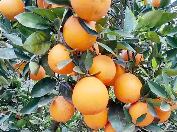 Con diferentes charlas, realizarán una Jornada Citrícola en Villa del Rosario