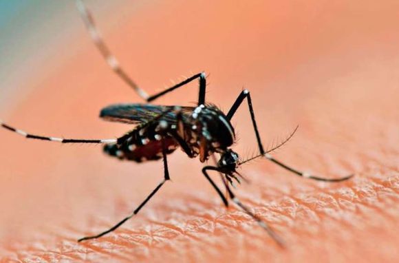 Dengue: con 491 nuevos infectados ya son 3.071 casos en la provincia