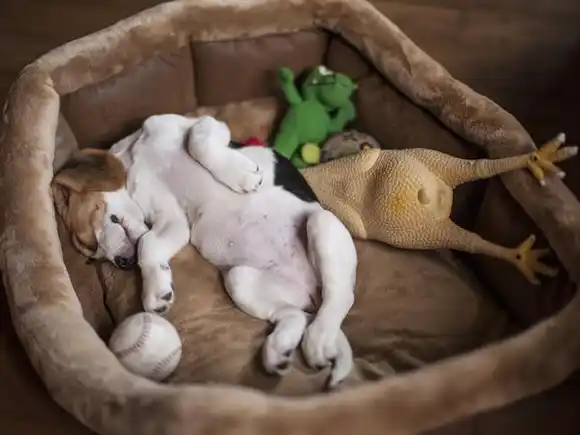 ¿Cuál es el mejor lugar para que los perros duerman durante el invierno?