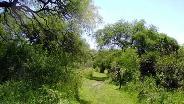 Gestiona acciones para intensificar los controles  por desmonte en territorio