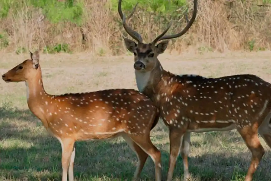 Un entrerriano de 86 años murió tras ser atacado por un ciervo