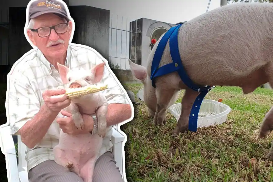 VIDEO | La historia del adorable cerdito que conquistó el corazón de los rafaelinos: "Más de todo lo hago por los chicos"