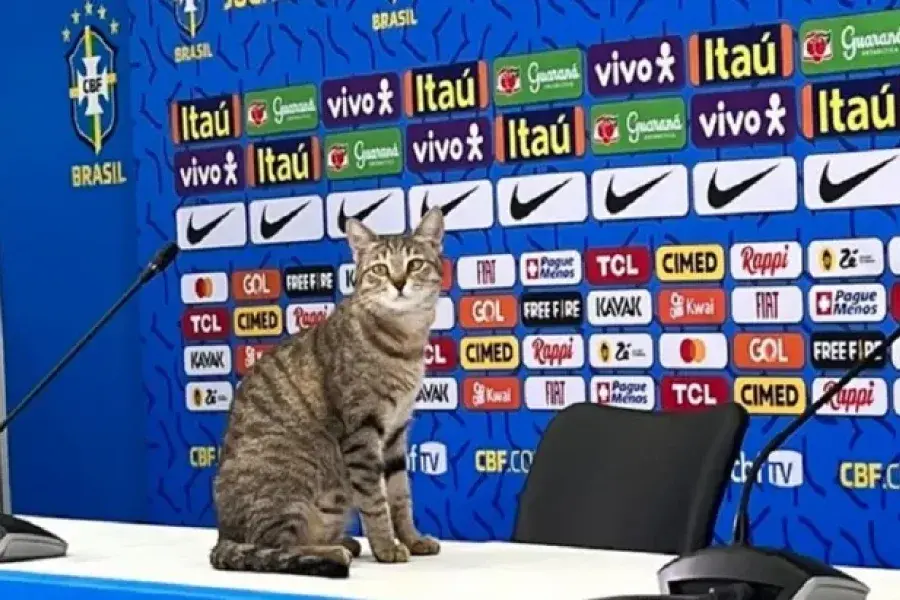 Mundial de Qatar: Brasil fue multado por maltratar a un gato