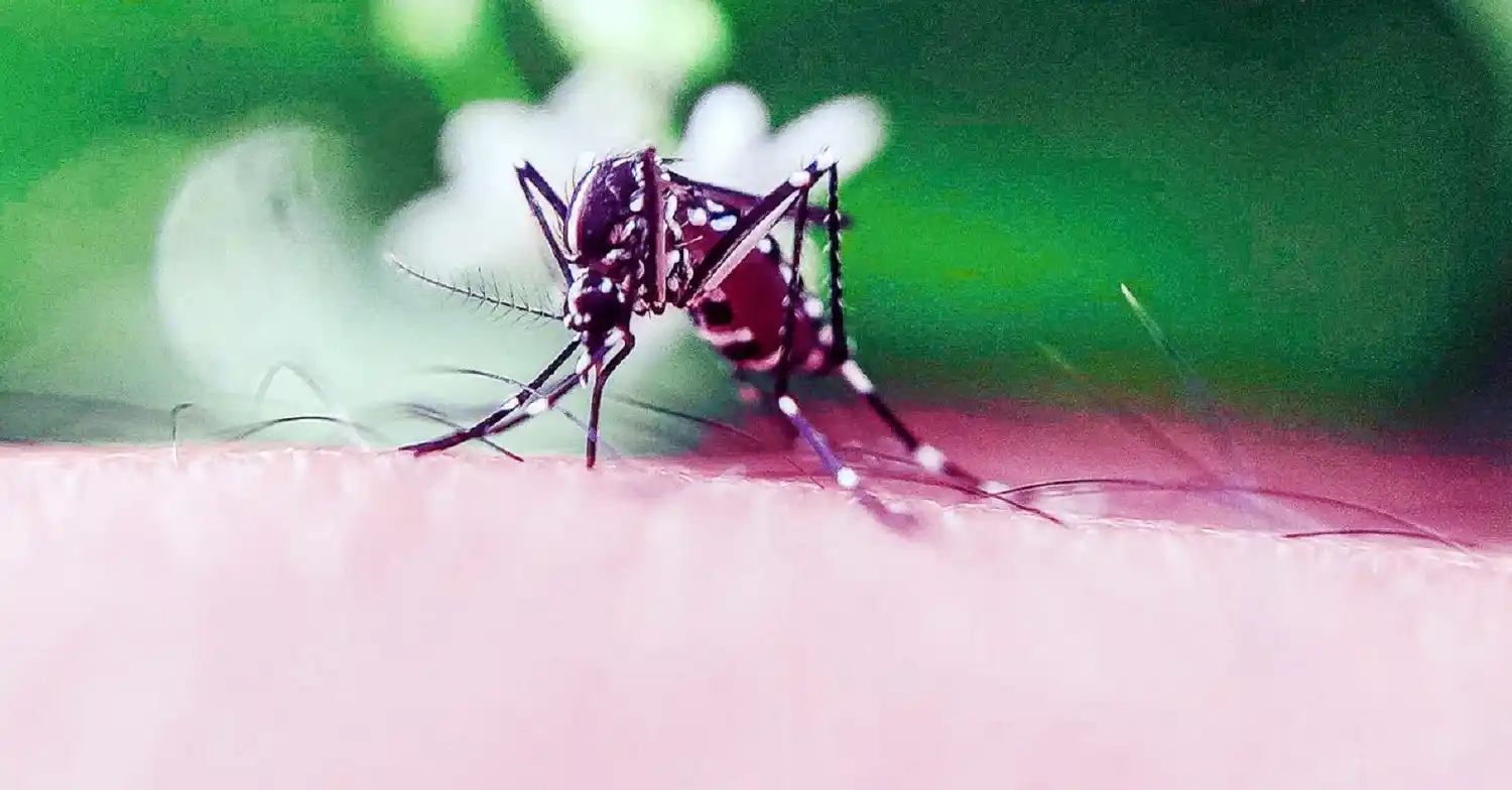 La provincia actualizó los datos de dengue y covid-19