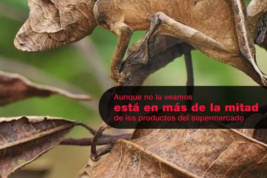 Semana de la No Dulzura: alientan frecuentar menos super y kioscos, y más dietéticas y verdulerías