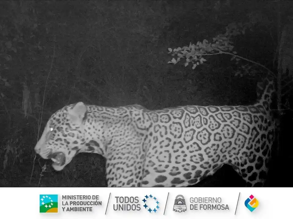 INFORMAN LA PRESENCIA DE UN NUEVO YAGUARETÉ EN LA PROVINCIA