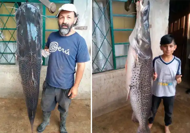 ¡Milanesas para todos! Pescaron un Surubí de 45 kilos 