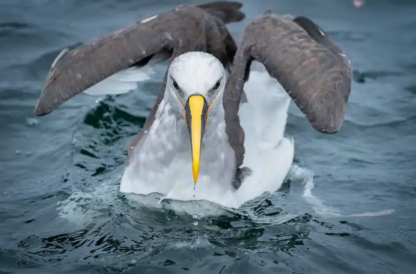 ¿Por dónde vuelan las aves marinas?