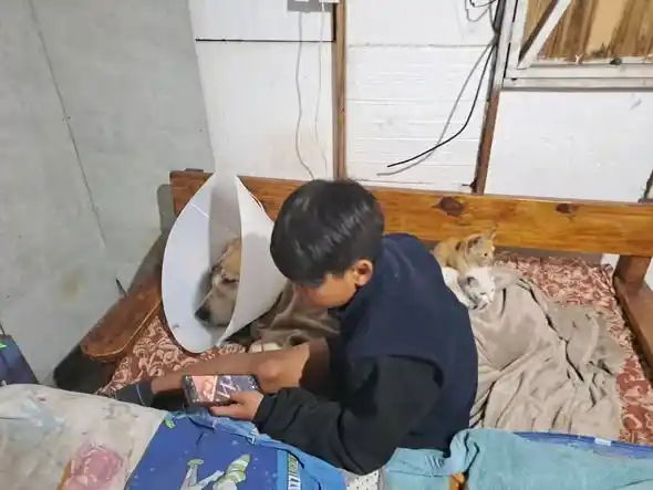 Un perro salvó a un chico de un asalto y terminó apuñalado: perdió un ojo y sufrió perforación de cráneo