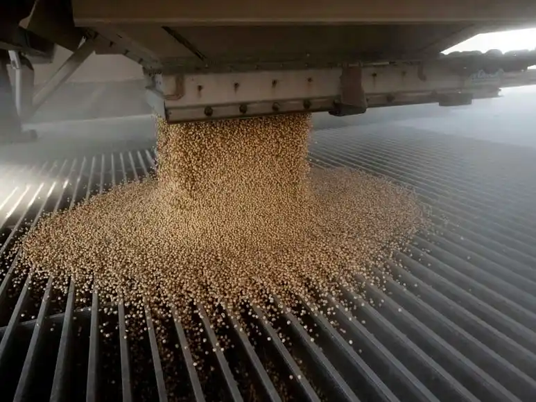 Campo soja región nucleo