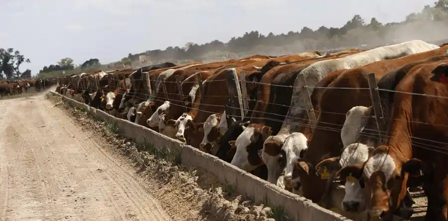 Los productores venden sus vacas, el consumidor paga caro. Frigoríficos, feed lot y supermercados ganan la pulseada