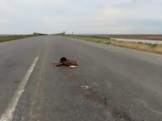Grave impacto ambiental en la ruta a Victoria: 32 animales autóctonos muertos en un solo día