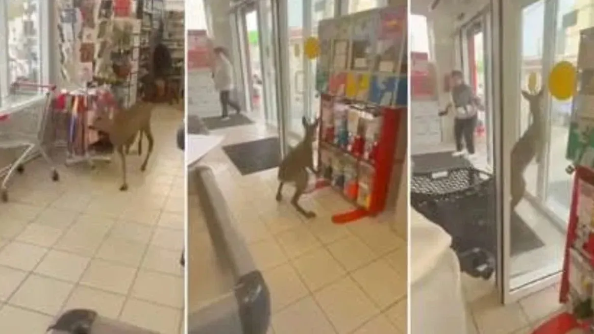 Una cierva perdida desató una persecución insólita en Rusia.