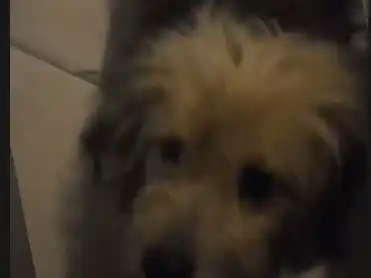 Buscan a Sinan, un perro perdido