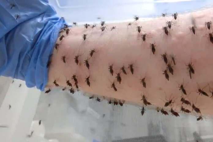 El calor, la humedad y las lluvias son claves esenciales para la propagación de los mosquitos.