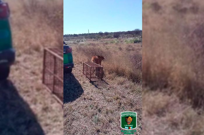 aguara guazu ataliva - 1