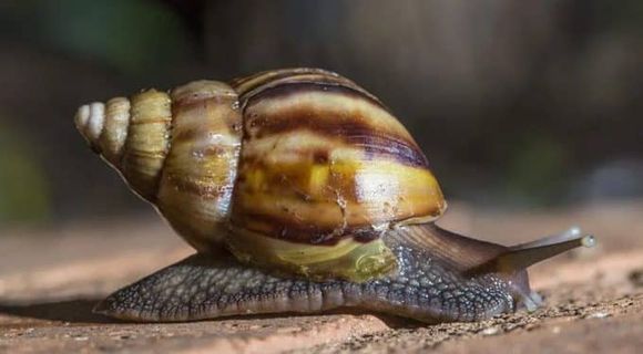 ¡NO JUEGUEN CON ESE ANIMAL! Expertos alertan sobre aparición de caracol africano en Venezuela   