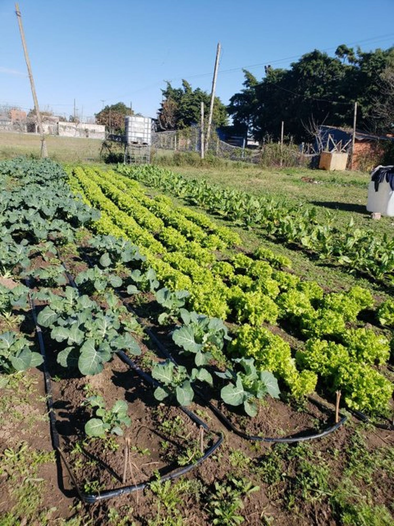Lanzan curso de horticultura para impulsar pequeños emprendedores