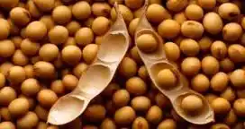China aprobó la importación de una nueva tecnología en soja