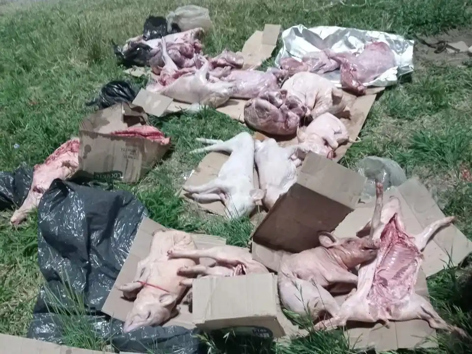 Arrufó: secuestraron más de 20 animales faenados en un colectivo durante un control policial - 2