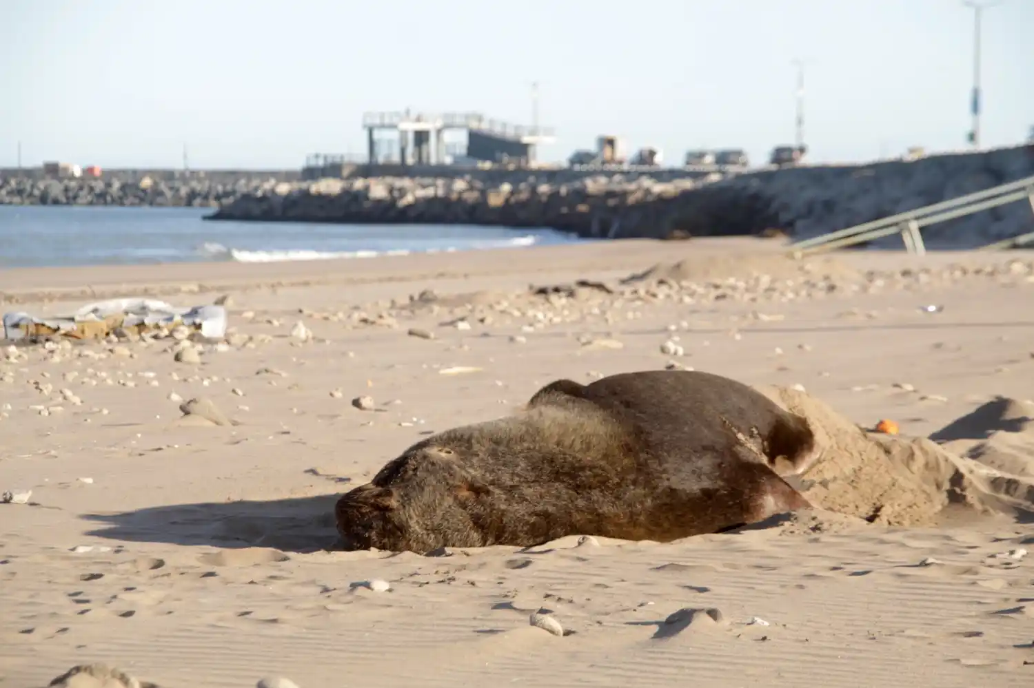 Lobos marinos de necochea
