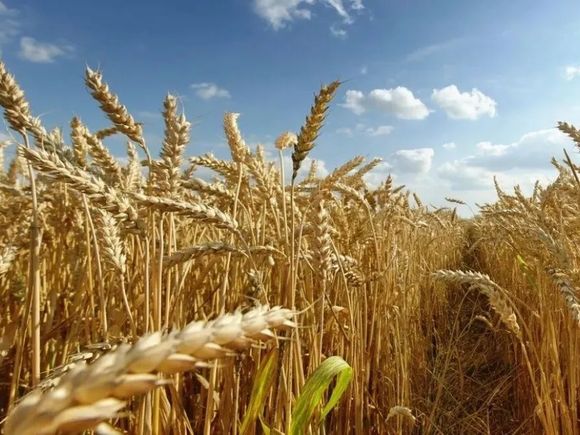 La producción de trigo cayó un 14% en Entre Ríos