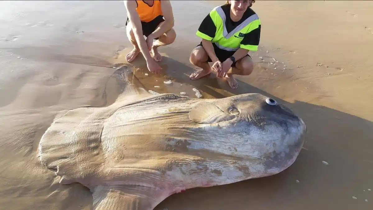Sorpresa en Australia: parecía una roca pero era un monstruoso pez