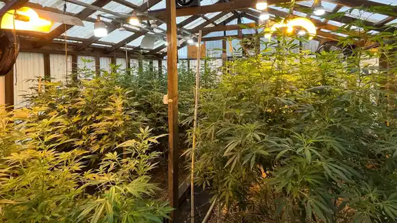 Allanamiento en el barrio Alfar: incautaron más de 300 plantas de marihuana y una suma millonaria en dinero y bienes