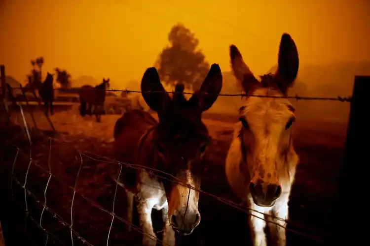 Nuevas evacuaciones ante el avance de los incendios en Australia